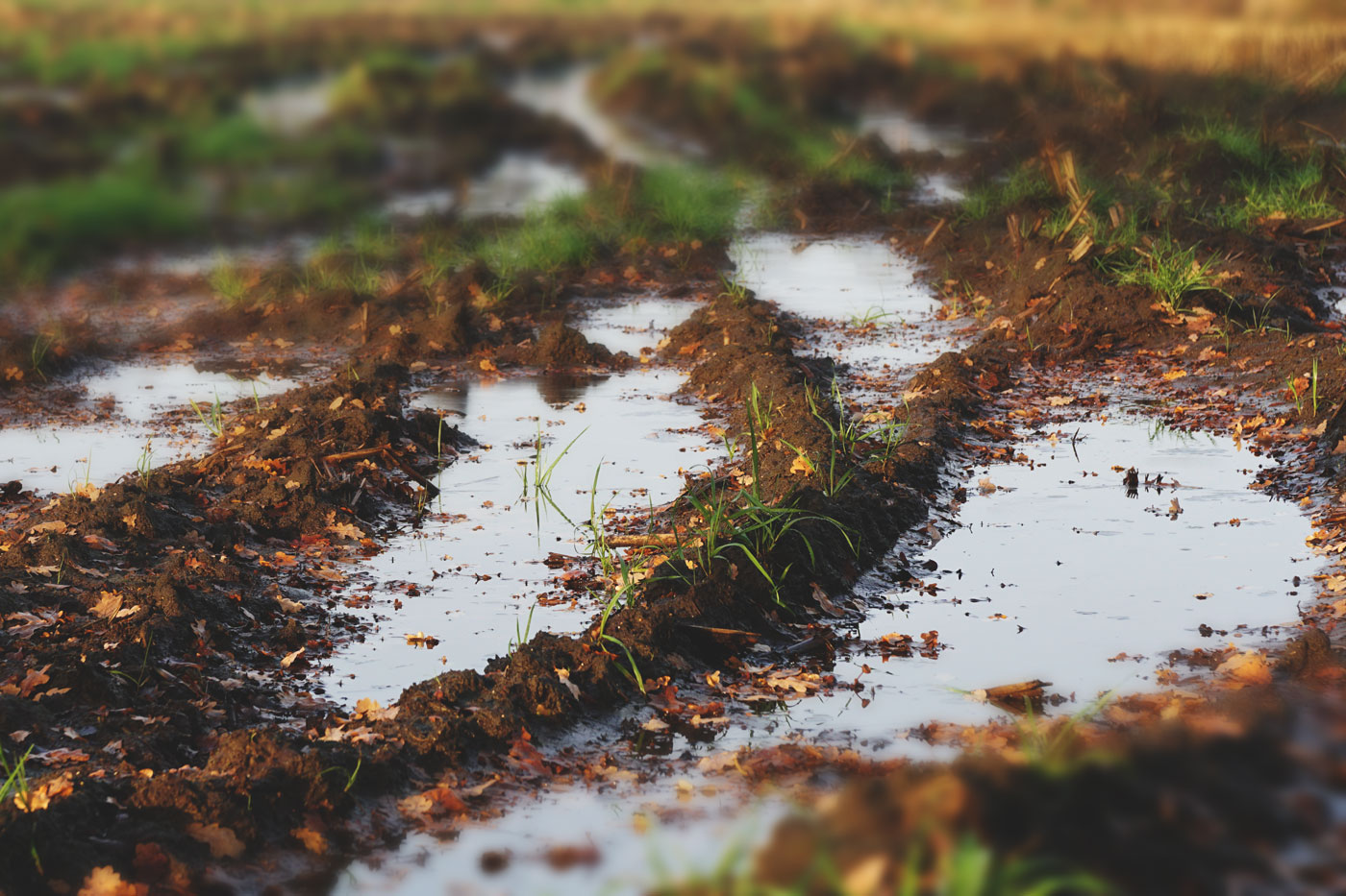 puddles in crop field courtesy of Veltman34 via Shutterstock